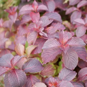 Weigela 'Midnight Sun' G3