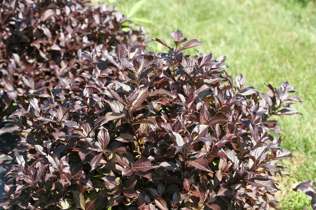 Weigela 'Midnight Wine Shine' G3 - Image 2