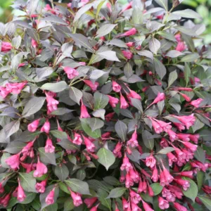 Weigela 'Midnight Wine Shine' G3