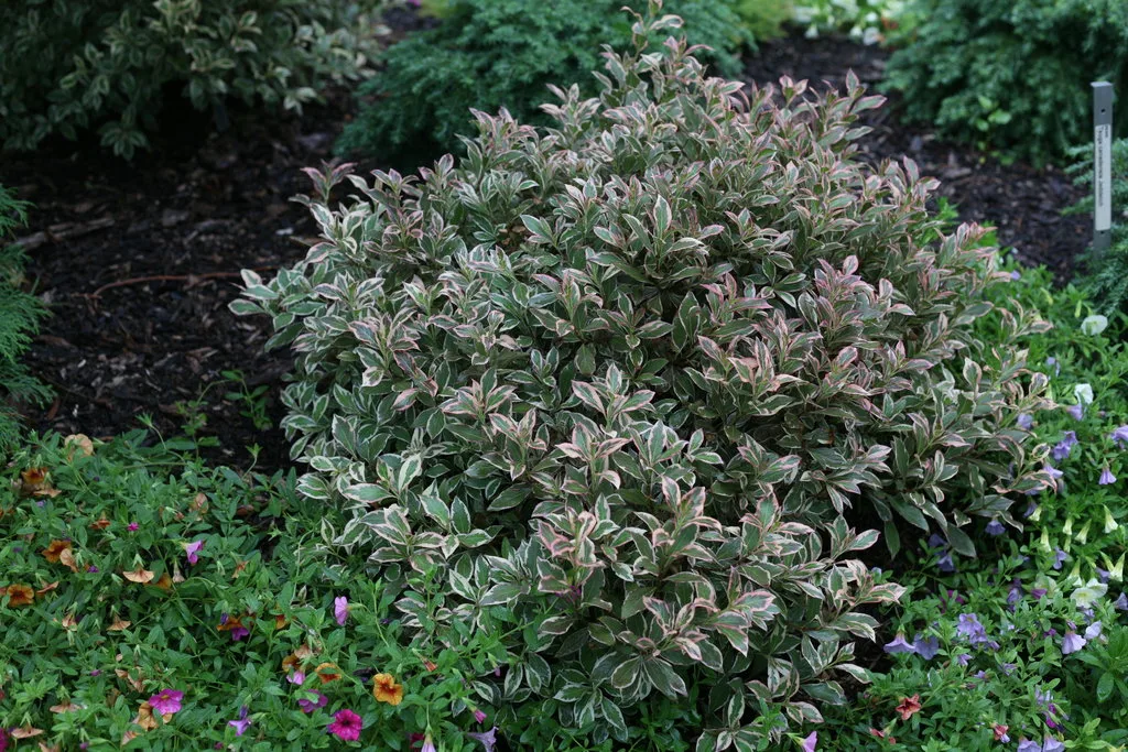 Weigela 'My Monet Purple Effect' G2 - Image 3