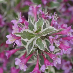 Weigela 'My Monet Purple Effect' G2
