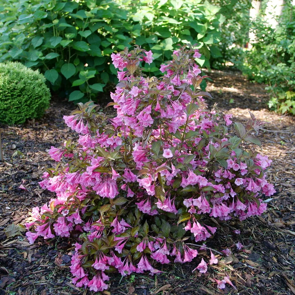 Weigela 'Sonic Bloom Wine' G3 - Image 2