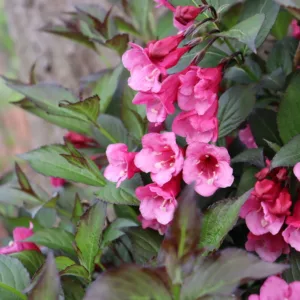 Weigela 'Sonic Bloom Wine' G3