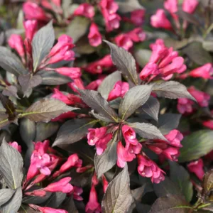 Weigela 'Spilled Wine'