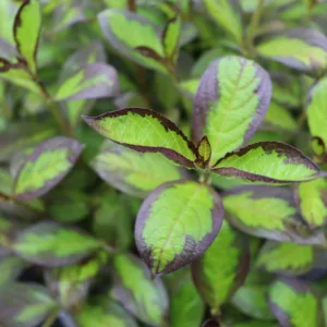 Weigela 'Vinho Verde' G3