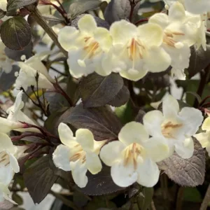 Weigela 'Wine & Spirits' G3