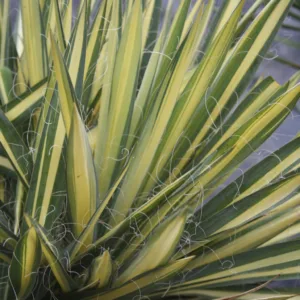 Yucca 'Color Guard'