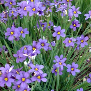 Blue-Eyed Grass 'Lucerne' G1