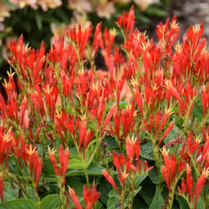 Spigelia 'Ragin Cajun' G1