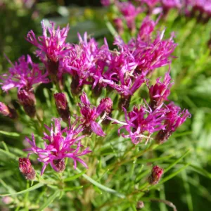 Ironweed 'Iron Butterfly'