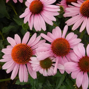 Coneflower 'Prairie Splendor' G1