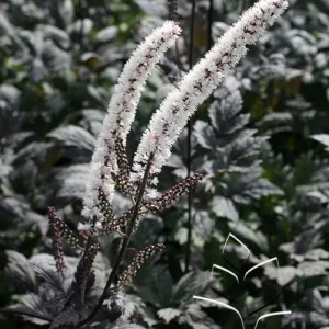 Bugbane 'Brunette'