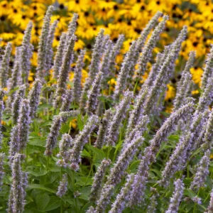 Hyssop, Anise 'Blue Fortune' G1