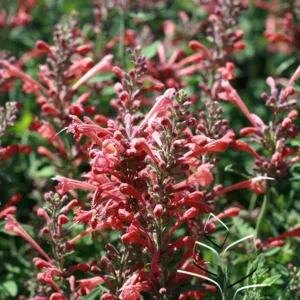Hummingbird Mint 'Kudos Coral' G1