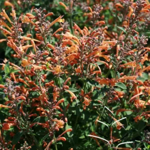 Hummingbird Mint 'Kudos Mandarin' G1