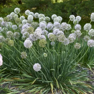 Allium 'Bobblehead' G1