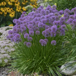 Allium 'Millennium' G1