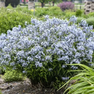 Bluestar 'Stormcloud' G1