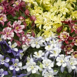 Columbine 'Kirigami Mix' G1