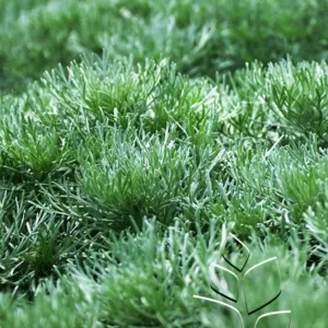 Artemisia 'Silver Mound' G1