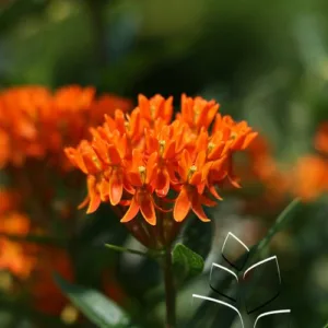 Butterfly Milkweed (Orange)