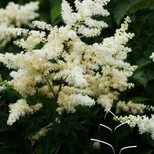 Astilbe 'Deutschland' G1