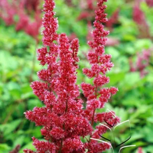 Astilbe 'Fanal' G1