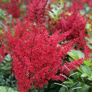 Astilbe 'Montgomery' G1