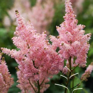 Astilbe 'Peach Blossom' G1