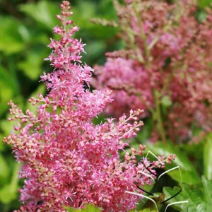 Astilbe 'Rheinland' G1