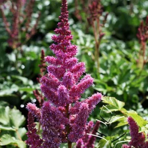 Astilbe 'Visions' G1