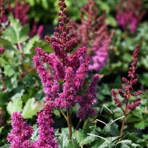 Astilbe 'Visions in Red' G1