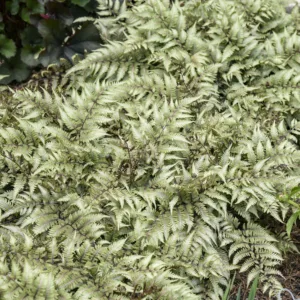 Fern- 'Godzilla' G1