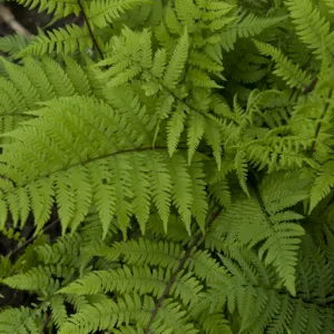Fern- Lady in Red G1