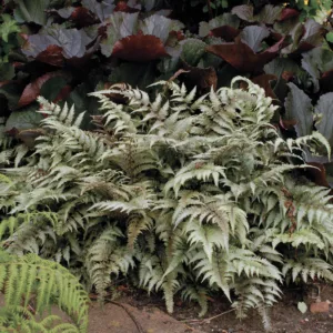 Fern- Japanese Painted 'Pictum'