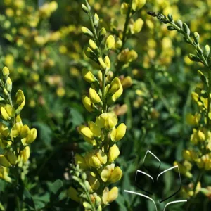 False Indigo 'Solar Flare' G2