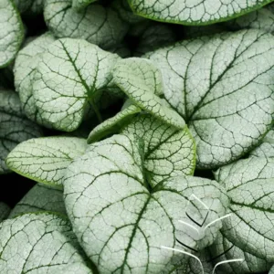 Siberian Bugloss 'Silver Heart' G1