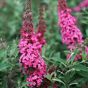 Butterfly Bush 'Prince Charming'