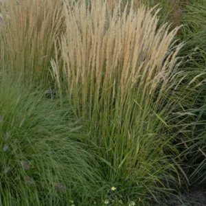 Grass- Reed Grass 'Karl Foerster' G3