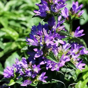 Bellflower 'Freya' G1