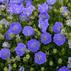 Bellflower 'Rapido Blue' G1