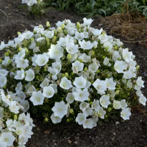 Bellflower 'Rapido White' G1