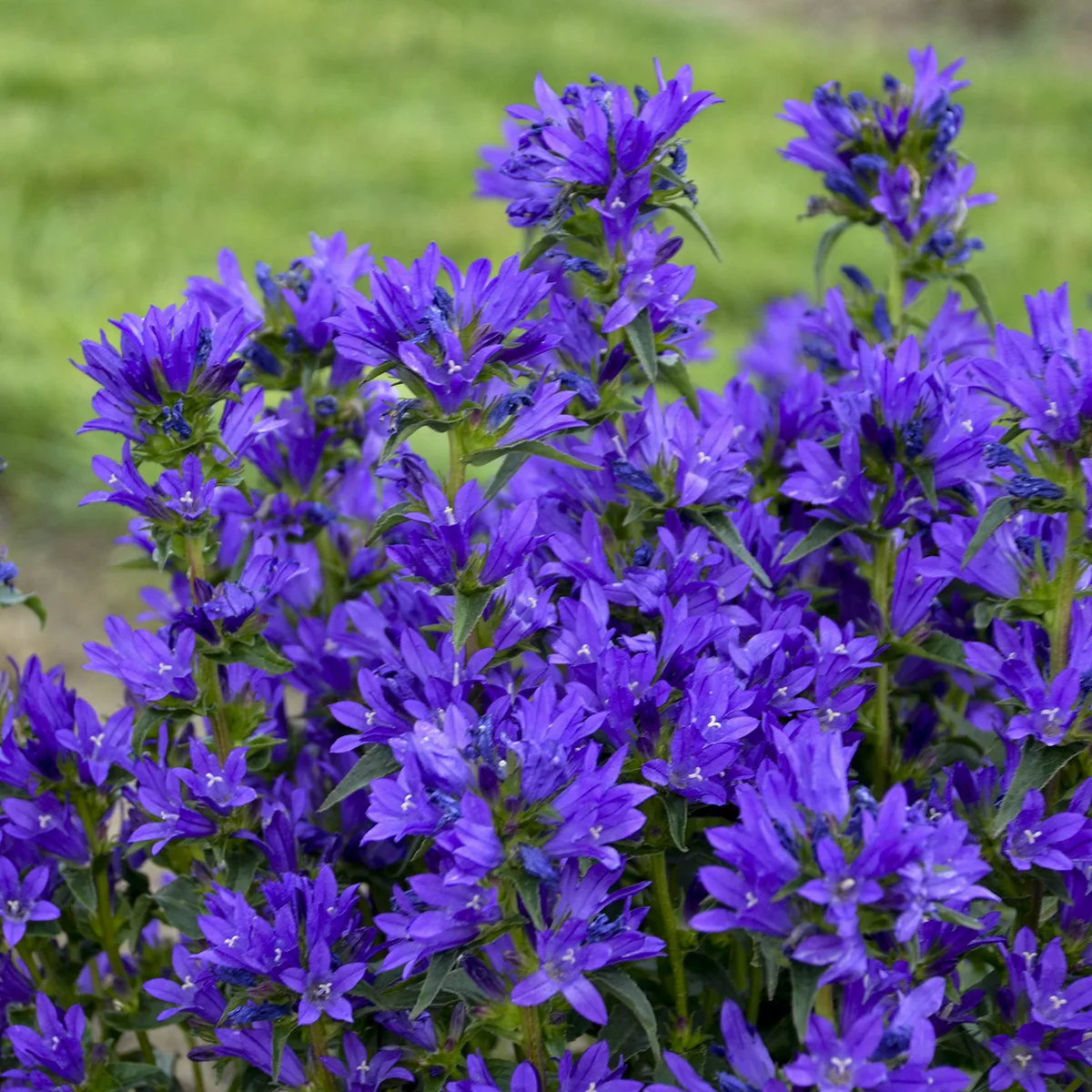 Bellflower 'Bells and Whistles' G1 - Image 2