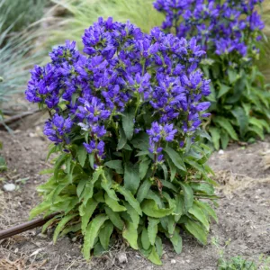 Bellflower 'Bells and Whistles' G1