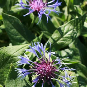 Bachelor's Button (blue) G1