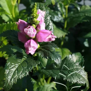 Turtlehead 'Hot Lips' G1