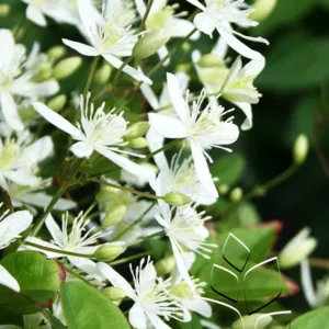 Clematis 'Sweet Autumn'