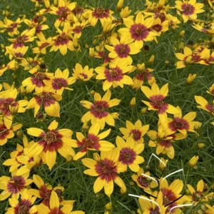 Tickseed 'Curry Up' G1