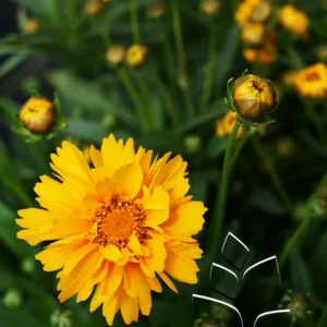 Tickseed 'Early Sunrise' G1