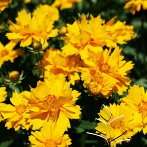 Tickseed 'Presto' G1
